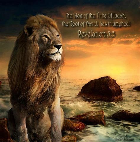 The Lion Of The Tribe Of Judah The Root Of David Has Triumphed Rev