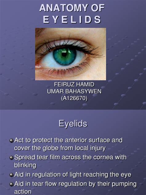 Anatomy Of Eyelids Skin Anatomy