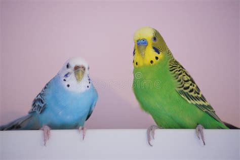 1456 Budgie Love Stock Photos Free And Royalty Free Stock Photos From