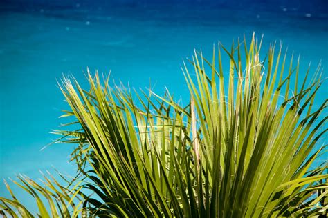 Green Palm Leaves And Sea Free Stock Photo Public Domain Pictures