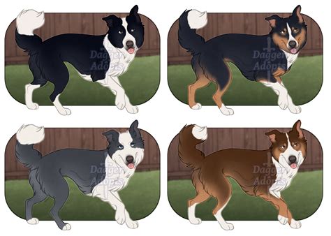 Border Collie Adopts Closed By Daggeradopts On Deviantart