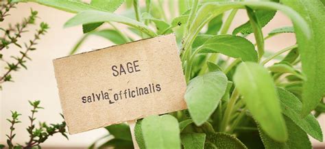 How To Grow Sage Indoors From Seed Ted Lare Design And Build