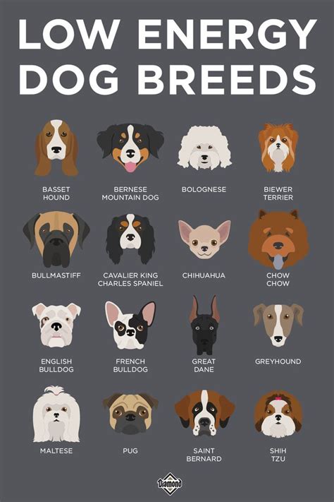 Low Energy Dog Breeds Dog Breeds Low Energy Dogs Dog Breeds Chart