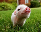Piglet - Pigs Photo (40623410) - Fanpop