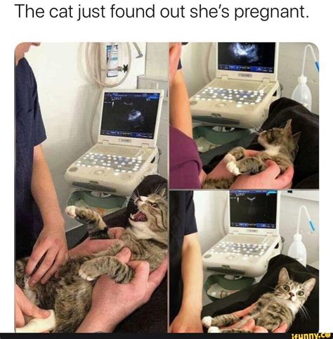 The Cat Just Found Out Shes Pregnant