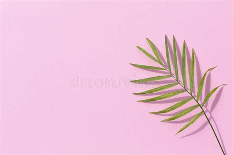 Tropical Palm Leaves At Pastel Background Summer Background Stock