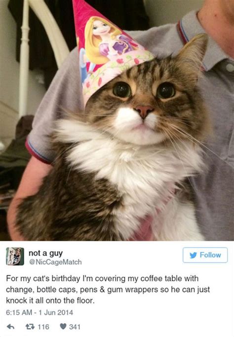 15 Funny Tweets About Cats