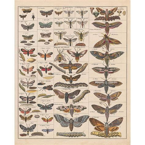 Buy Meishe Art Print Vintage Moth Insects Breeds Identification