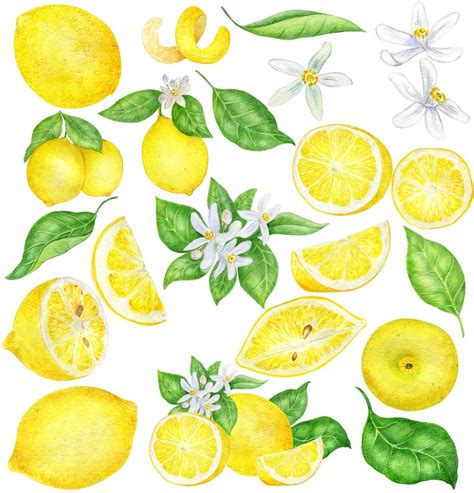 Watercolor Illustration Of Lemons Citrus Clipart Lemon Etsy