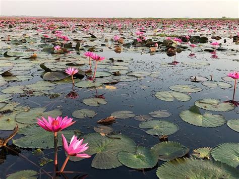 Red Lotus Lake Kumphawapi 2020 All You Need To Know Before You Go