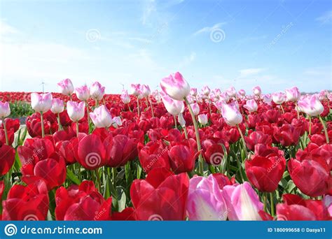 Red And Longer Pink Tulips In One Field With Wide Angle Lense From