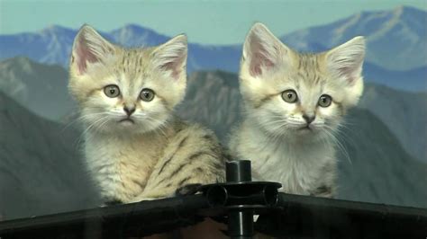 Cute Sand Cat Kittens Cincinnati Zoo Youtube