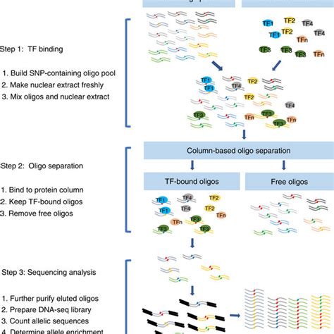 Workflow Of Snps Seq The Snps Seq Includes Three Key Steps Binding Of