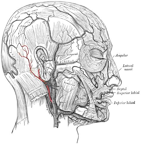 Arteria Auricularis Posterior Ars Neurochirurgica
