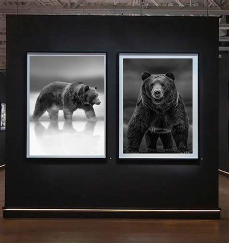 Shane Russeck Kodiak Island 50x60 Black And White Photography Kodiak Bear Grizzly Bear Art