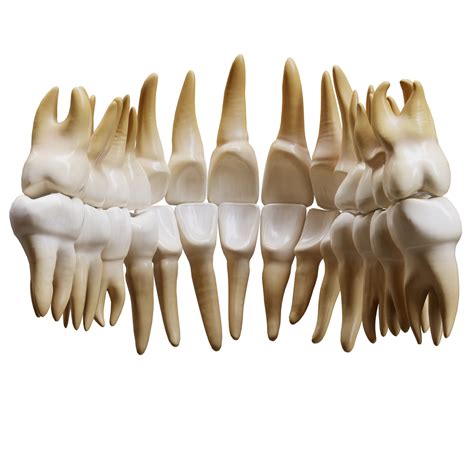 Human Tooth 3d Model Turbosquid 1808726
