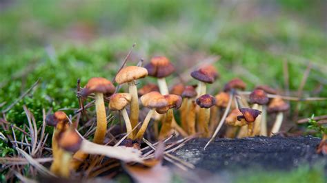 Psychedelic Mushrooms ‘reset Brain News The Times