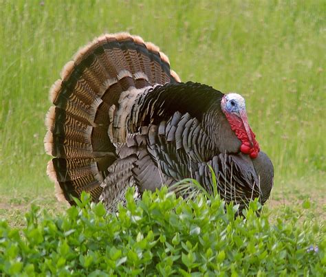 6 Fall Turkey Hunting Tips Outdoor Canada