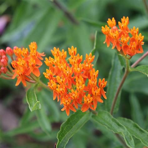 Butterfly Weed Seeds The Seed Collection