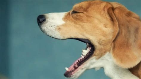 Kennel Cough In Dogs Symptoms And Treatment