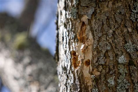 Emerald Ash Borer Infestation In Bedford Worse Than Previously Believed Cbc News