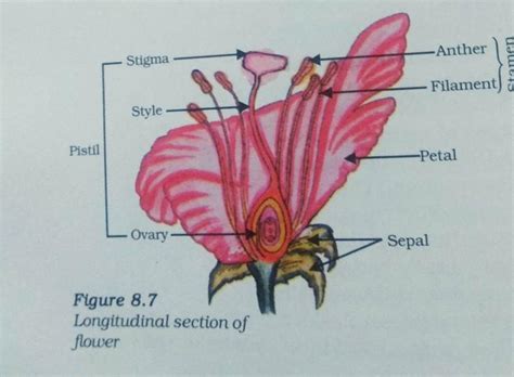 Draw And Label The Longitudinal Section Of A Flower Infoupdate