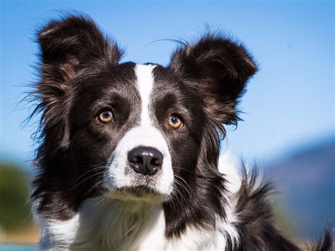 Here Are The Smartest Dog Breeds According To A Canine