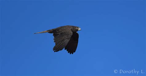 Black Falcon In Flight Ausemade