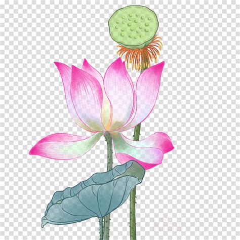 Aquatic Lotus Plant Clipart 10 Free Cliparts Download Images On
