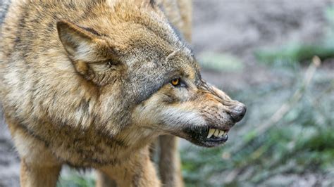 Animal Wolf 14 4k Hd Animals Wallpapers Hd Wallpapers Id 35725