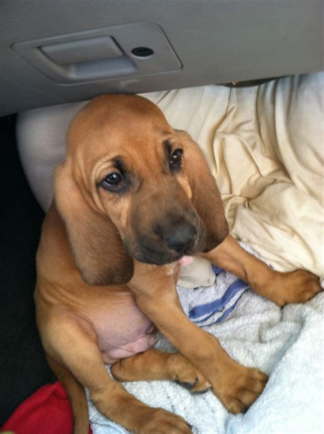 Bloodhound Puppy Be Miiiiiine So Cute Bloodhound Bloodhound