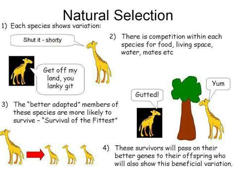 Is Darwins Theory Of Natural Selection Is Right Or Wrong