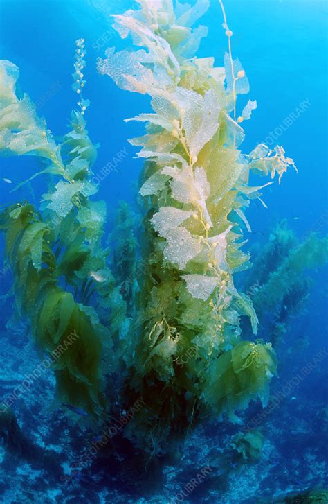 Giant Kelp Forest Macrocystis Pyrifera Ca Stock Image E6400551