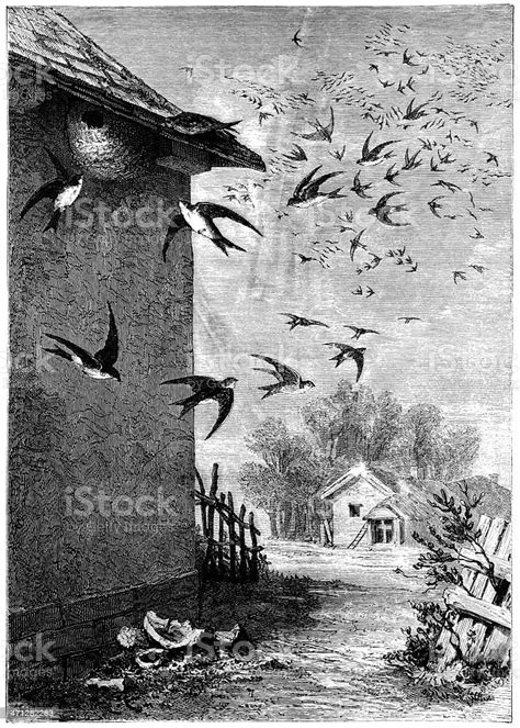 Migrating Swallows Victorian Illustration Stock Illustration Download