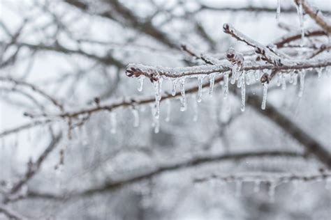 무료 이미지 나무 자연 집 밖의 분기 눈 감기 화이트 조직 잎 서리 명확한 얼음 날씨 겨울 왕국
