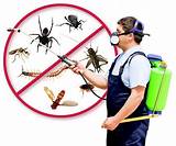 Professional Termite And Pest Control Images