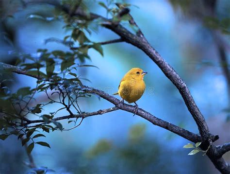 Yellow Bird Sitting On A Branch Stock Photo Image Of Southern Gold