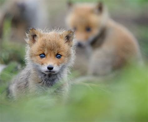 20 Adorable Baby Foxes That Are Here To Steal Your Heart
