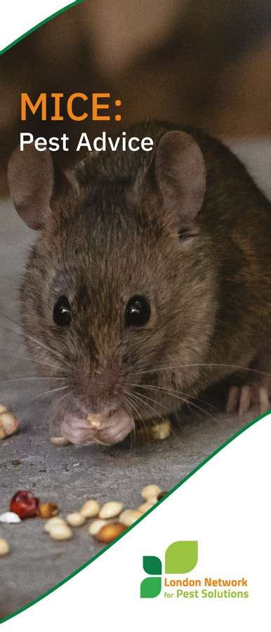 Pest Control Mice Download London Network For Pest Solutions