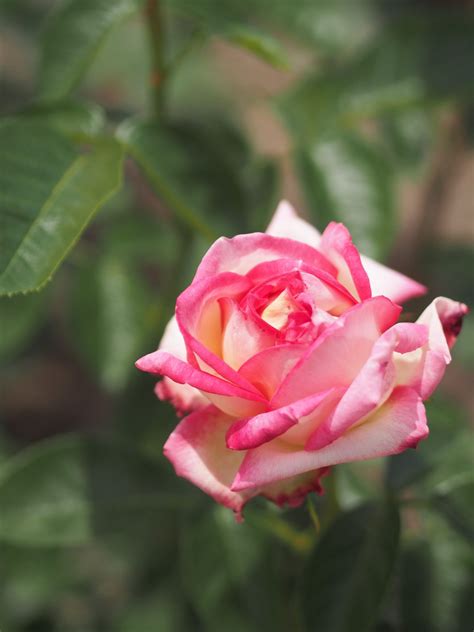 Rose Asagumo At Oji Rose Garden Hybrid Tea Roses Rose Types Of