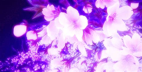 Sakura Trees Anime Aesthetic Check Out This Fantastic Collection Of
