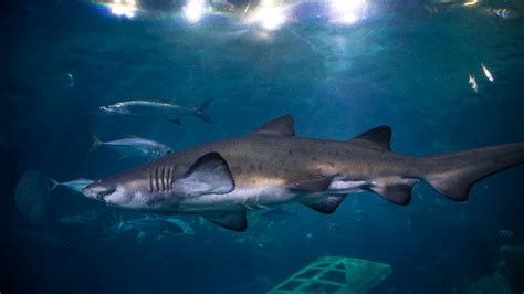 Fun Facts About Sharks National Marine Aquarium