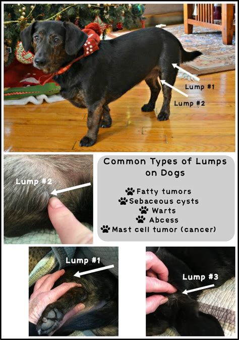Are The Lumps On My Dog Cancer