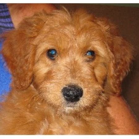 We sell our puppies nationwide. Kaboodles Goldendoodles, Goldendoodle Breeder in Oviedo ...