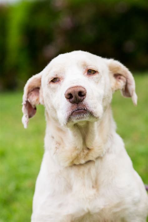 Labrador in dogs & puppies for rehoming in british columbia. Labrador Retriever dog for Adoption in El Cajon, CA. ADN ...