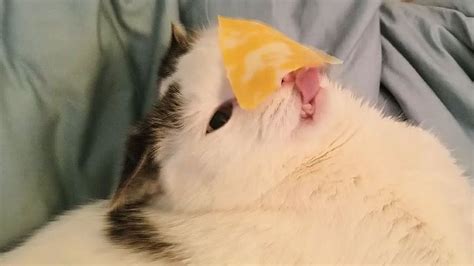 Cat Cheese Challenge Funny Broken Cat Youtube