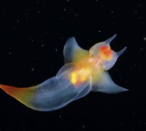 Beautiful Rare Sea Creatures