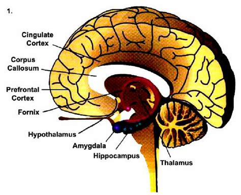 Diagram Illustrating The Major Components Of The Limbic System Of Human