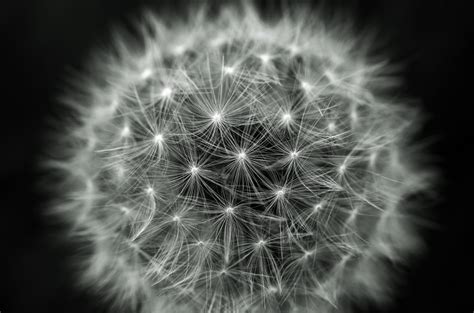 Free Images Abstract Black And White Dandelion Flower Flora