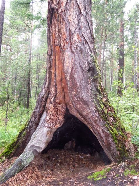 Shelter In A Tree Stock Photo Image Of Forest Moss 58548598